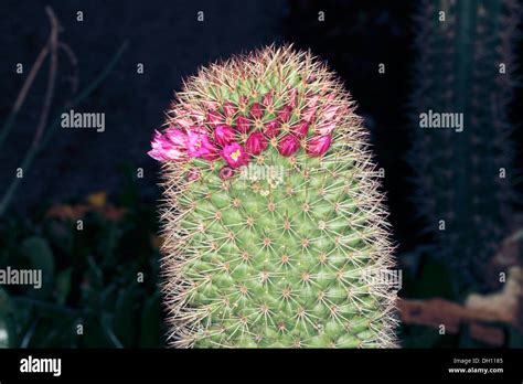 Thumb Cactus Mammillaria Matudae Hi Res Stock Photography And Images