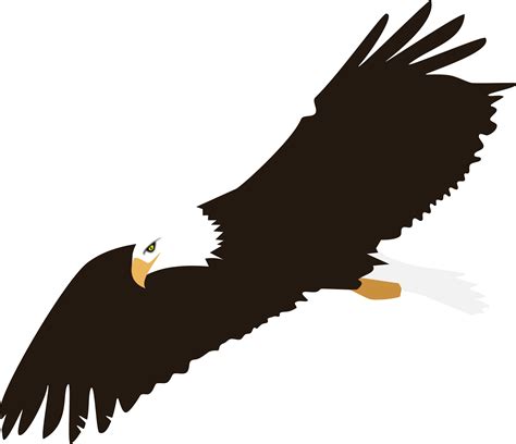 Soaring Bald Eagle Vector Clipart Image Free Stock Photo Public