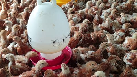 Pengembangan masyarakat adalah proses penguatan masyarakat secara aktif dan berkelanjutan berdasarkan prinsip keadilan sosial, partisipasi dan kerja sasma yang setara. Seri Pendidikan Masyarakat #17 : Memantau perkembangan dan ...