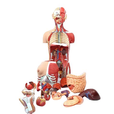 Buy Human Muscle Model 85 Cm Human Anatomical System Organs Model