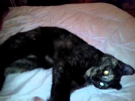 Share photos and videos, send messages and get updates. Pickles the cat/kitten - YouTube