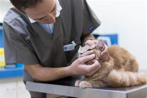 Que Faut Il Savoir Pour Bien Débuter Avec Mon Chaton Clinique