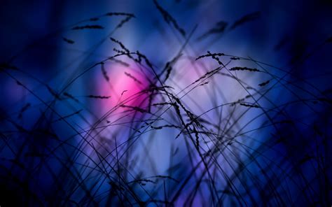 Wallpaper Sunlight Night Reflection Grass Sky Branch Blue