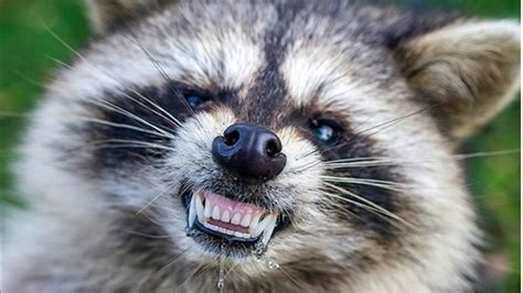 Zombie Raccoons Infected With Distemper Reported Across The Us