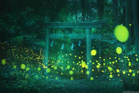 These Photos Of Fireflies In Japan Are Magical Petapixel
