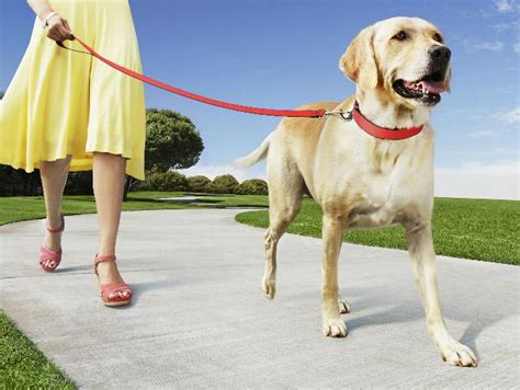 Fértil Chaqueta Sollozos Cuantas Veces Se Pasea A Un Perro Popular Naufragio Leer