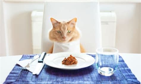 What Do Cats Like To Eat For Breakfast Nutrition Plan