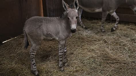 Rare Somali Wild Donkey Born In Chile Zoo