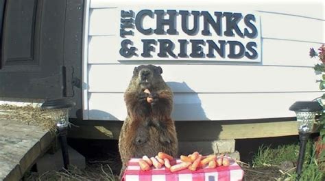 Man Gives Chunk the Groundhog His Own Garden to Eat Crops
