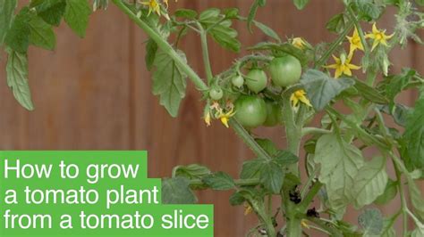 18 6 Pack Tomato Plants Columnalin