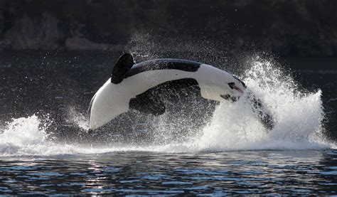Awesome Orcas 9 Great Spots To See Killer Whales In The Wild News 19
