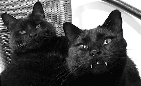 Monk And Bean Are 2 Black Cats Who Rescued Their Human Catster