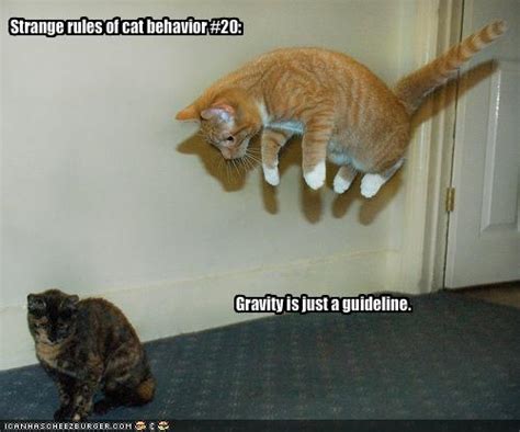 Funny Cat Pictures Captions My Ping World