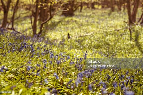 English Forest In Spring With Bluebells Flowers Chiltern Hills
