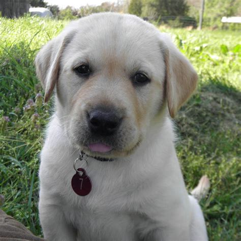 View our wide variety of dogs and puppies for sale in michigan including golden retriever, pomeranian, german shepherd, lab puppies & more at petland novi. Black & Yellow Lab Puppies For Sale!