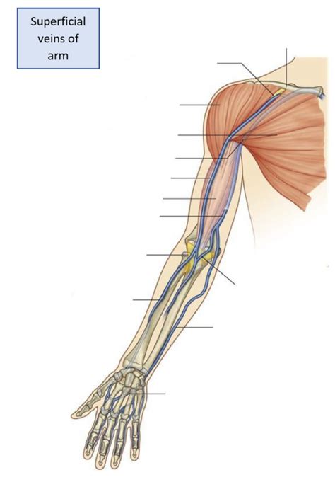 Superficial Veins Of The Arm Diagram Quizlet