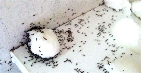 Una invasión de hormigas en casa puede ser molesta o inquietante. Ants Start Swarming When She Soaks A Cotton Ball In THIS ...