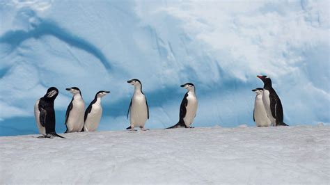 Facts about species like the emperor penguin, king penguin Study Confirms Antarctic Penguins Are Harmed by Krill ...