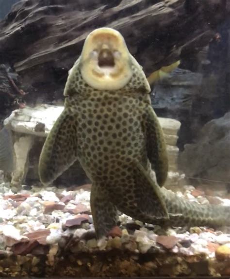This Fish Sucking On The Glass Rmildlyinteresting