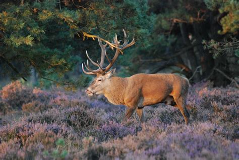 Filenice Male Red Deer In Heather At Hoge Veluwe At Mating Season