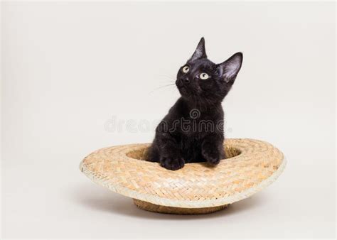 Black Cat In Hat Stock Image Image Of Kitten Posing 43545221