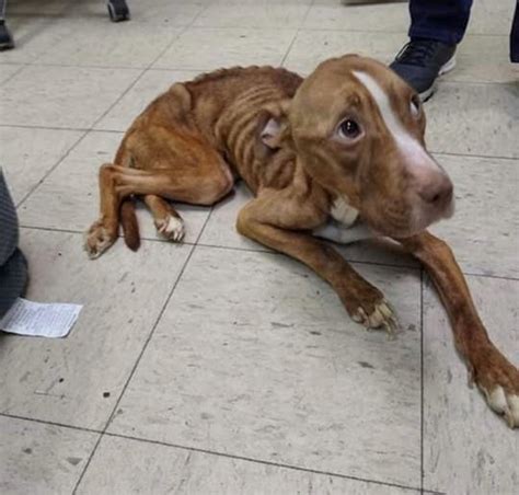 Groups Work To Save Neglected Dog Found In Paterson Nj