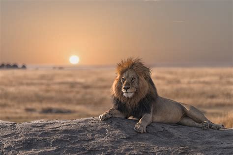Lion Sitting On The Rock Elegant Wall Mural Photowall