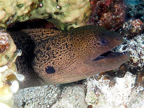 Giant Moray Eel Gymnothorax Javanicus Great Barrier Reef Australia
