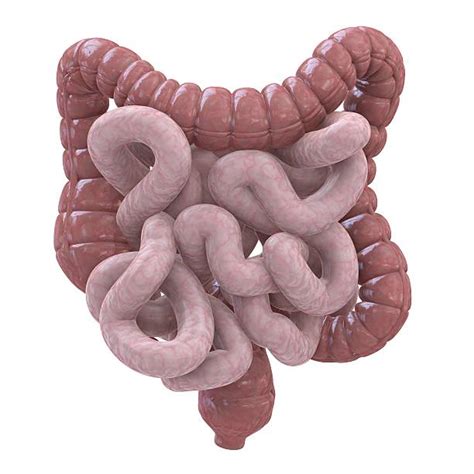 Best Human Small Intestine Stock Photos Pictures And Royalty Free Images
