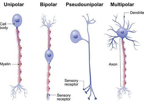 Neuron Brief Introduction Types And Functions