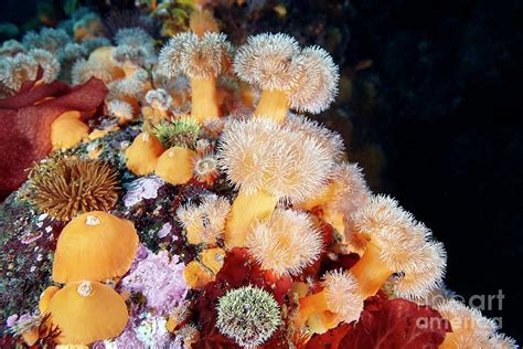 Metridium Senile Sea Anemones Photograph By Alexander Semenov Science Photo Library Fine Art