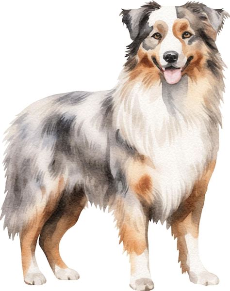 Premium Ai Image Australian Shepherd Dog Watercolor