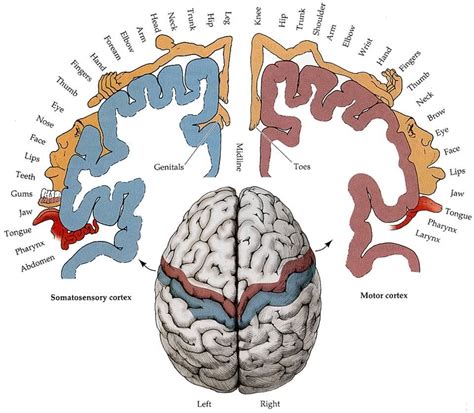 Homunculus — Steemit Homunculus Brain Brain Anatomy Somatosensory