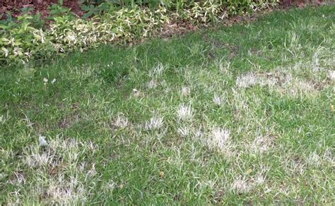Residential Lawn Care Services In Minneapolis Rainbow Lawncare