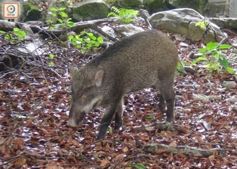 56760 12 3 4 5 6 7 8 9 10. 你要知：行山遇6大野生動物 專家教點執生｜即時新聞｜港澳｜on.cc東網