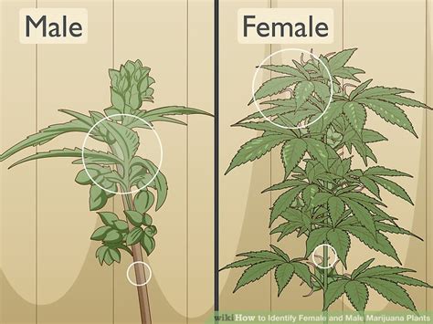 Female marijuana plants take a bit longer than males to show their first signs after being changed over to flowering. Male vs female cannabis plant | How to Identify Female and ...