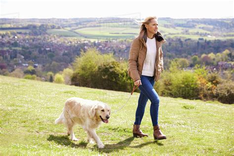 Mature Woman Taking Golden Retriever For Walk In Countryside Stock