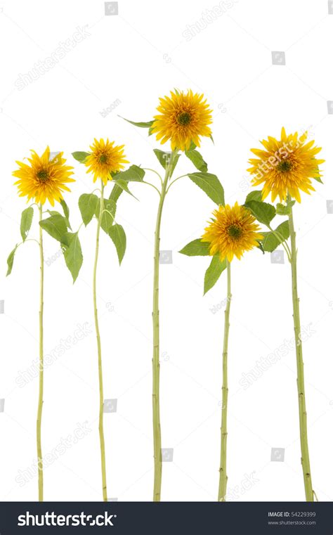 Five Long Stem Sunflower On White Stock Photo 54229399 Shutterstock