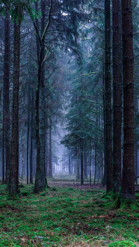 Download Wallpaper 540x960 Forest Trees Grass Fog Samsung Galaxy S4