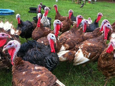 180 Degree Farm Blog Perfecting The Roasted Pasture Raised Turkey