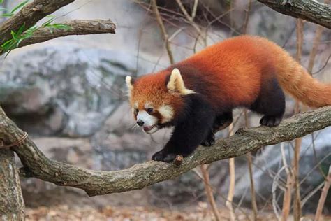 51 Fun And Interesting Facts About Red Pandas Red Panda Panda