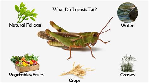 We could survive off of eating grasshoppers alone! What Do Locusts Eat? | Feeding Nature