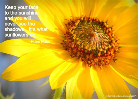 August Sunflower Quotes. QuotesGram