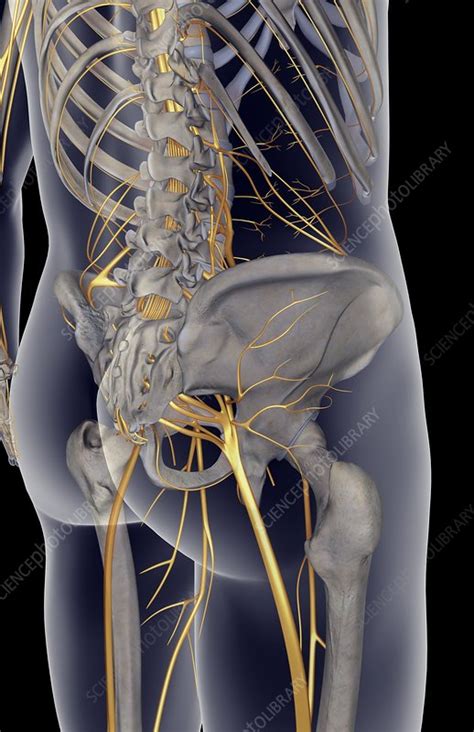 The nerves of the lower body - Stock Image - C008/0985 - Science Photo