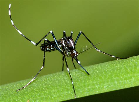 Aedes Albopictus Asian Tiger Mosquito Cabi Compendium