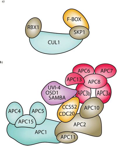 Full Article The Role Of The Anaphase Promoting Complex Cyclosome In