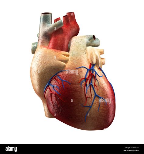 Vrai Coeur Human Anatomy Model Photo Stock Alamy