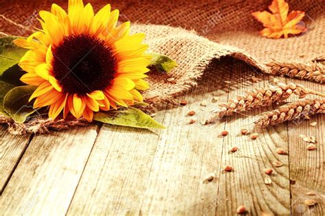 Rustic Sunflower Wallpapers Top Free Rustic Sunflower Backgrounds