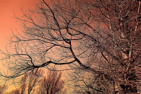 Hd Wallpaper Bare Tree Under Orange Sky Tree Top Winter Tree Branch