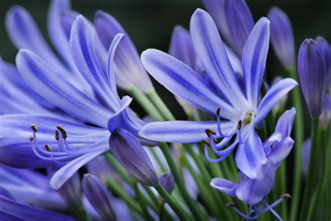Wisley Easter 2013 Agapanthus In The Glasshouse Carol Drew Flickr